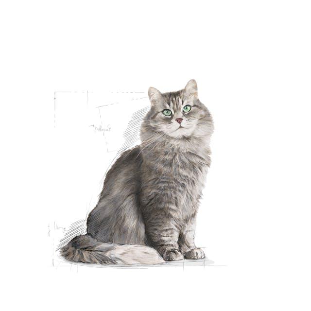 Royal Canin Regular Sensible 33 Dry Cat Food 2 kg