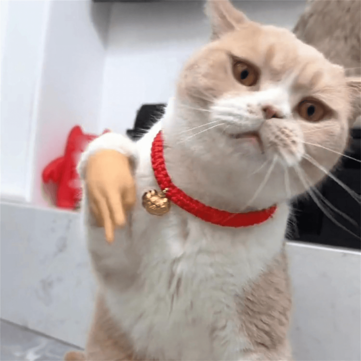 Mini Hands for Cats, Cat Mini Hands, Tiny Hands for Cats, Small Hands for Cats, Cat Fingers Mini Hands Toy, Tiny Hands Cat Massage Tool Cat Toy Finger Gloves Little Finger Silicone Gloves 1Pcs