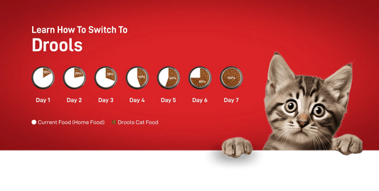 Drools Kitten(1-12 Months) Dry Cat Food, Real Chicken Flavour 3 Kg