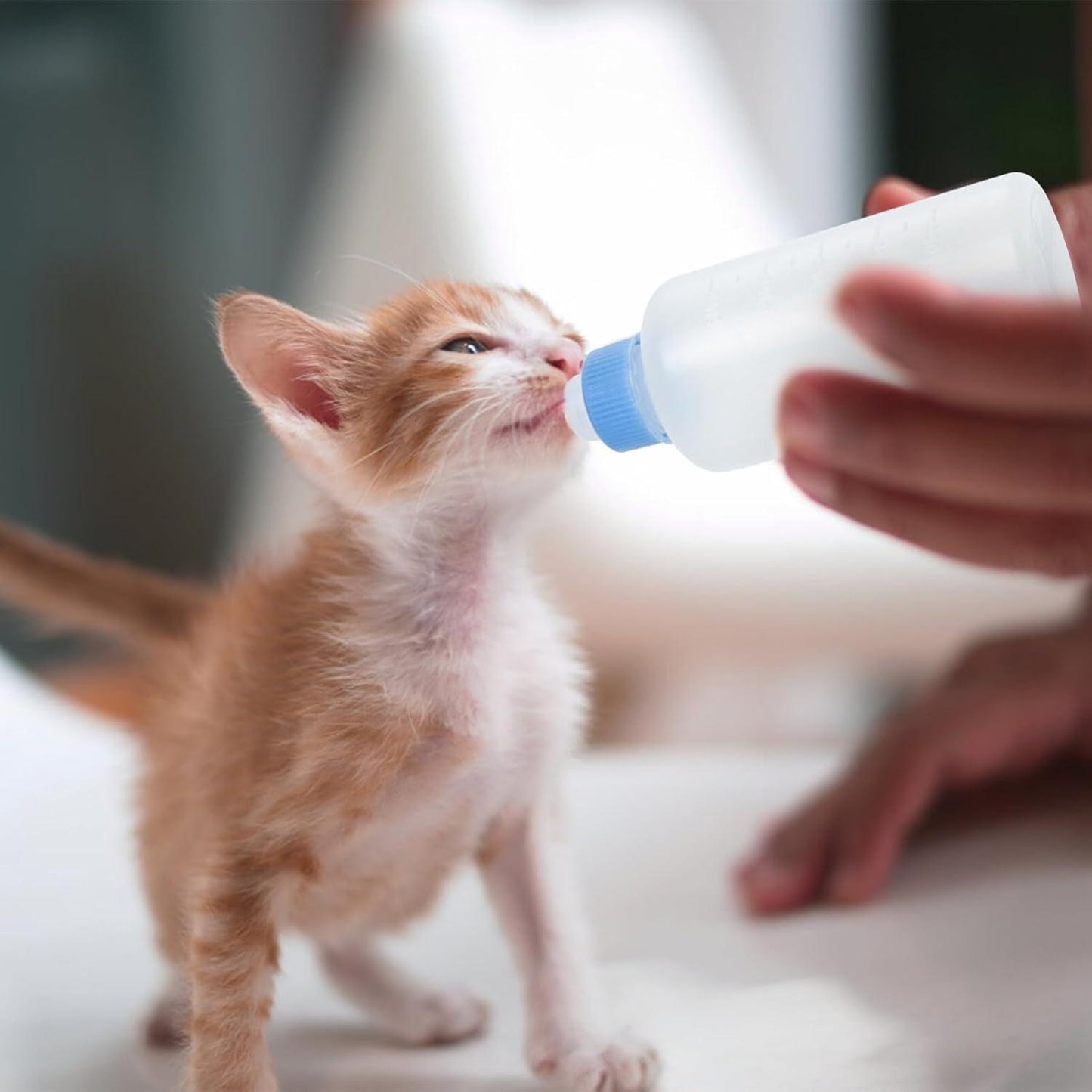 Cat Feeder Puppy for Accessories Feeding Feeders Calf Silica Small Newborn Pets