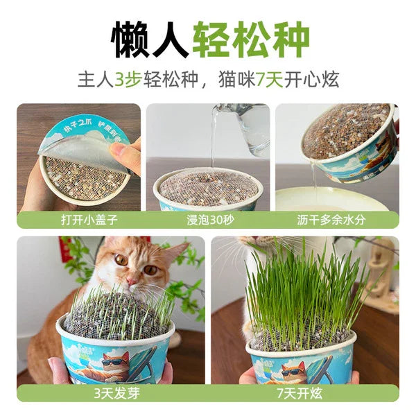 Greedy Horse Cool Summer Cat Grass Mixed Cat Grass Soil-Free Canned Paper Bowl Cat Grass Cat Snacks Refreshing Appetizer