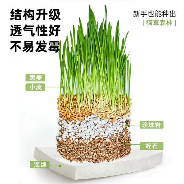 Greedy Horse Cool Summer Cat Grass Mixed Cat Grass Soil-Free Canned Paper Bowl Cat Grass Cat Snacks Refreshing Appetizer