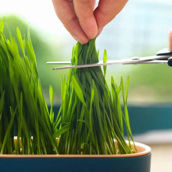 Hydroponic Grass Tray Cat Grass Germination Tray, Seed Tray Germination Tray, Seed Sprouter Tray, Planter Hydroponics Seed Sprouter, Soil-Free Seed Sprouter