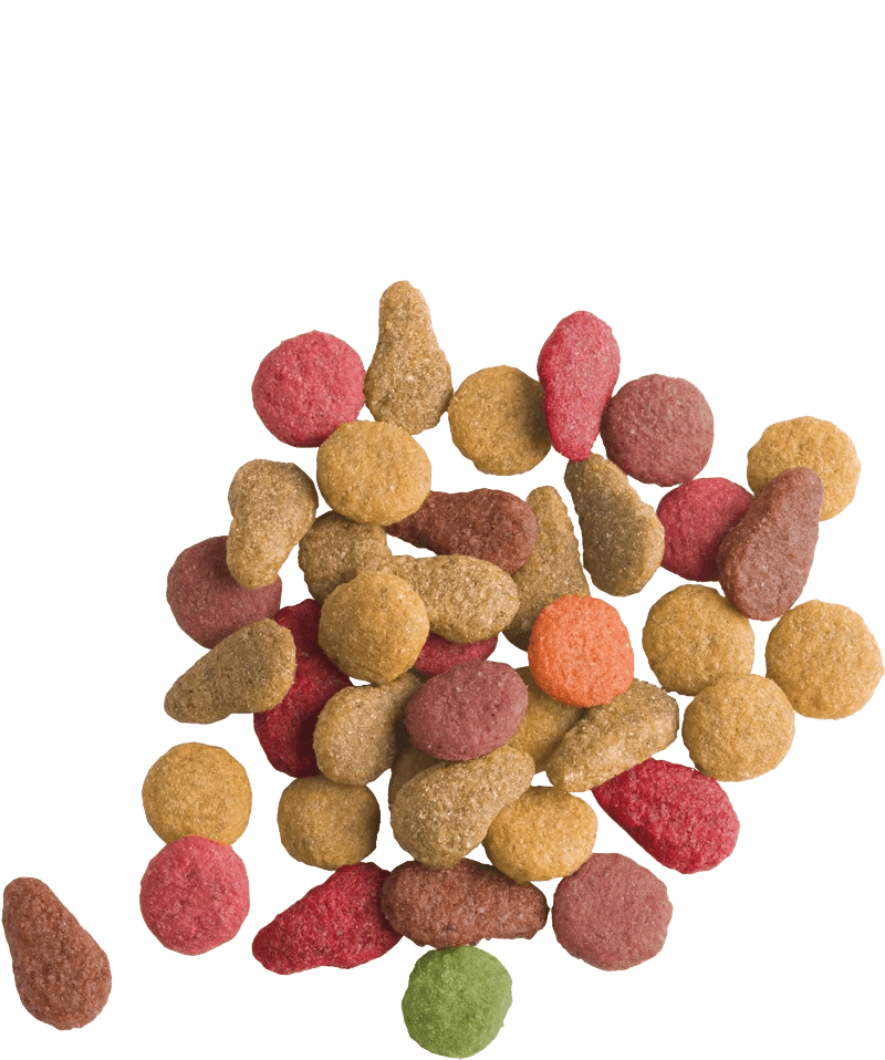 Lara_cat_food_fish_flavor