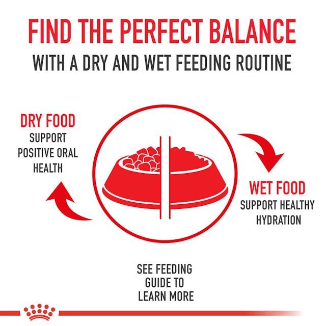 Royal Canin Persian Kitten Dry Cat Food (2KG) Up to 12 months