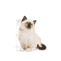 Royal Canin Kitten Cat Food Babycat 400g