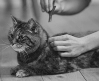 FRONTLINE Plus Spot On for Cats - Flea and Tick Protection- 1 Pipette