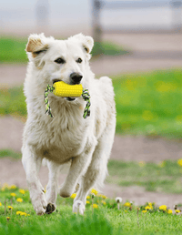 Dog Chew Toys, Puppy Toothbrush Clean Teeth Interactive Corn Toys, Dog Toys Aggressive Chewers Meduium Large Breed