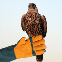 Cat Handling Gloves- Anti Bite Gloves, Animal Handling Gloves Bite Proof | Multipurpose Pet Glove Random Color