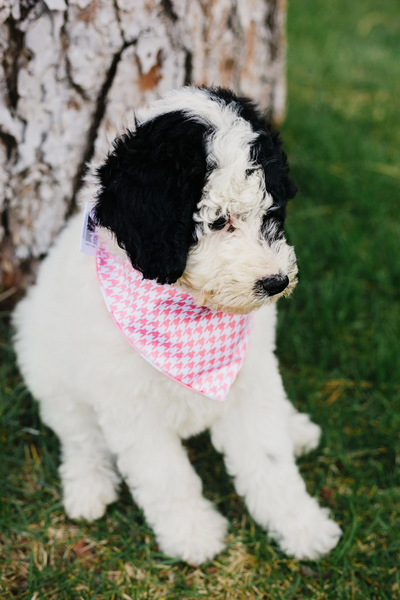 Bandana Collar For Small Dog 1Pcs Random Color Puppy Dog Scarf Collar Adjustable Triangular