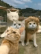 Funny Cat Lion Wig Costume, Halloween Cosplay, Dress Up Clothes, Cute Pet Hat for Small Dog, Kitten Party Accessories, Dog