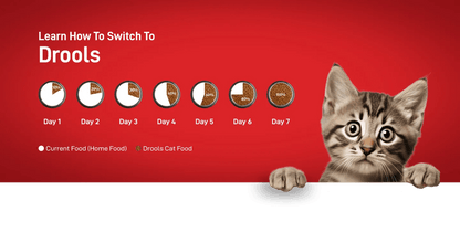 Drools Kitten(1-12 Months) Dry Cat Food, Real Chicken Flavour 3 Kg
