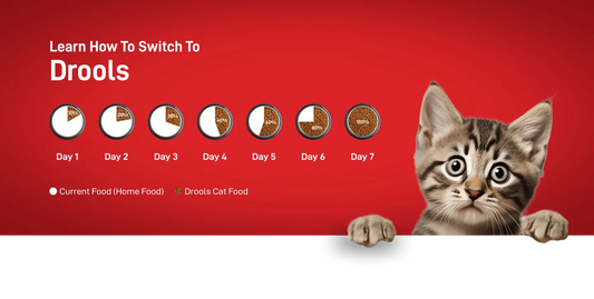 Drools Kitten(1-12 Months) Dry Cat Food, Real Chicken Flavour 3 Kg
