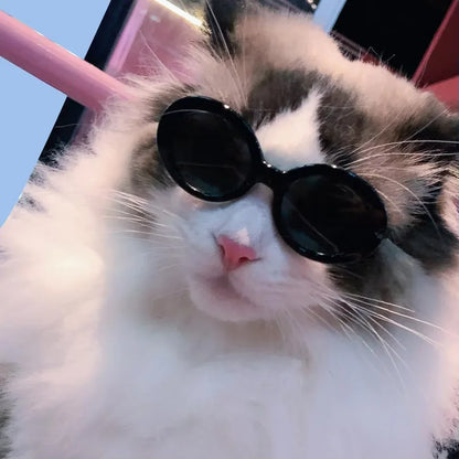 Fashionable Cat Eye Round Sunglasses For Photography And Outdoor Activities, Uv400 Protection, Random Colors
