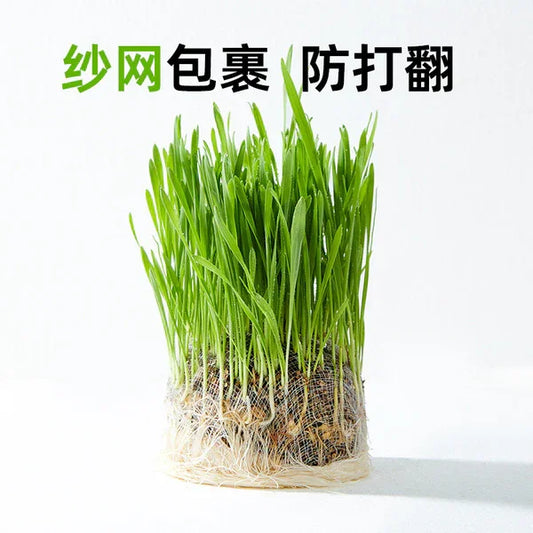 Greedy Horse Cool Summer Cat Grass Mixed Cat Grass Soil-Free Canned Paper Bowl Cat Grass Cat Snacks Refreshing Appetizer