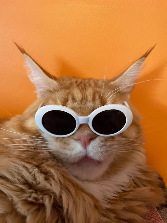 Fashionable Cat Eye Round Sunglasses For Photography And Outdoor Activities, Uv400 Protection, Random Colors
