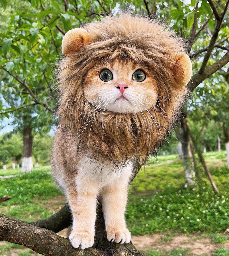 Funny Cat Lion Wig Costume, Halloween Cosplay, Dress Up Clothes, Cute Pet Hat for Small Dog, Kitten Party Accessories, Dog