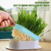 Hydroponic Grass Tray Cat Grass Germination Tray, Seed Tray Germination Tray, Seed Sprouter Tray, Planter Hydroponics Seed Sprouter, Soil-Free Seed Sprouter