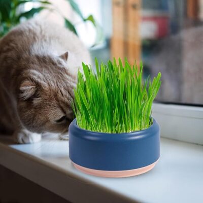 Hydroponic Cat Grass Planter Kit, Pet Cat Grass Growing Planter Box Cat Grass Sprouter, Soilless Culture Cat Grass Cup, Cat Grass Seed Sprout Trays, Easy to Plant